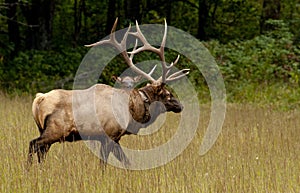 Bull elk and female in rutting season.