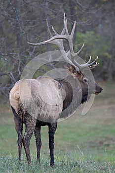 Bull Elk in Field