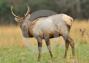 Bull Elk in field