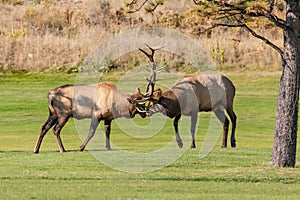 Bull Elk in Fight