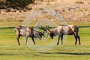 Bull Elk Fight for Dominance