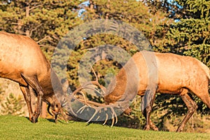 Bull Elk Fighting