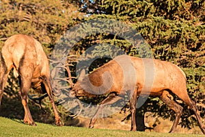 Bull Elk Fighting