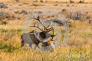 Bull Elk Fighting in Rut