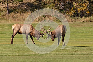 Bull Elk Fighting in Rut