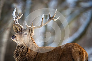Bull Elk in a forest