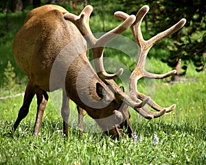 Bull elk grazing