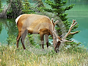 Bull elk grazing