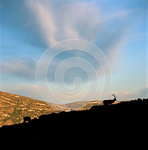 Bull elk grazing at sunrise, Rocky Mountain National Park, Colorado