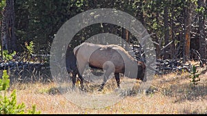 Bull Elk Grazing in Yellowstone National Park