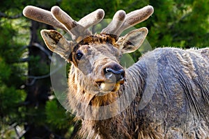 Bull elk growing itâs antlers during spring photo