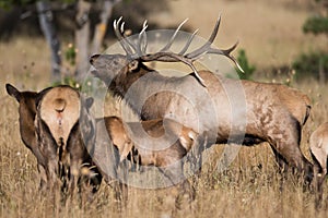 Bull elk with harem photo