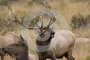 Bull Elk with harem photo