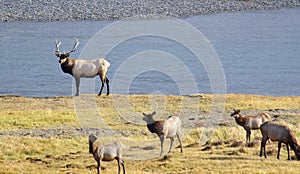 BULL ELK AND HAREM