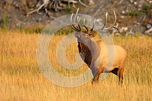 Bull Elk with Head Tilted Back