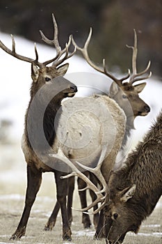 Bull Elk Herd