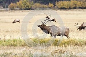 Bull Elk and Herd