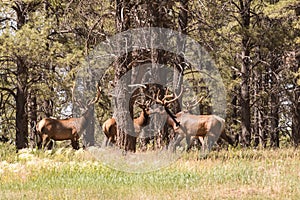 Bull Elk Herd in Velvet