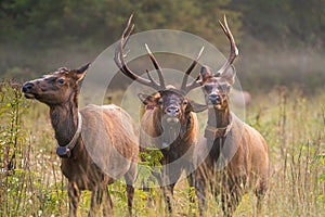 A bull elk herding his cows