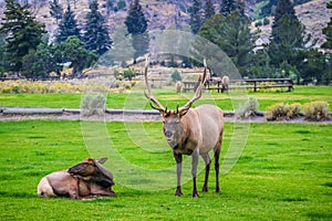 Bull Elk and his female harem in Yellowstone National Park, Wyoming