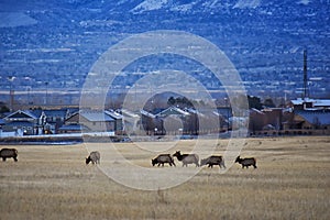 Bull Elk his herd harem on the Baccus Highway the Westside with view of Salt Lake Valley and Wasatch Front Rocky Mountains in the