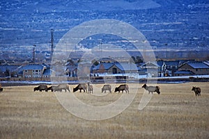 Bull Elk his herd harem on the Baccus Highway the Westside with view of Salt Lake Valley and Wasatch Front Rocky Mountains in the