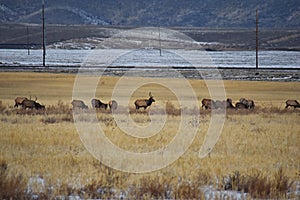 Bull Elk his herd harem on the Baccus Highway the Westside with view of Salt Lake Valley and Wasatch Front Rocky Mountains in the