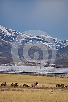 Bull Elk his herd harem on the Baccus Highway the Westside with view of Salt Lake Valley and Wasatch Front Rocky Mountains in the