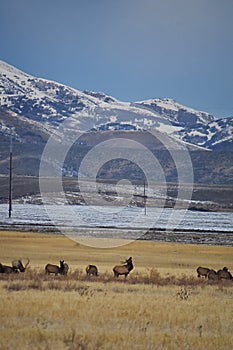 Bull Elk his herd harem on the Baccus Highway the Westside with view of Salt Lake Valley and Wasatch Front Rocky Mountains in the