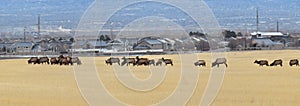 Bull Elk his herd harem on the Baccus Highway the Westside with view of Salt Lake Valley and Wasatch Front Rocky Mountains in the