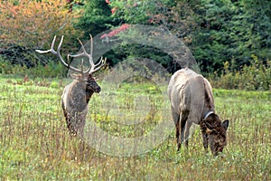 Bull Elk And His Lady At Cataloochee In The Great Smoky Mountains national Park