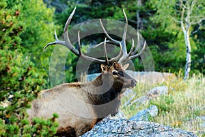 Bull Elk