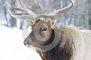 A Bull Elk isolated against a white background walking in the winter snow in Canada