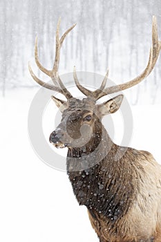 A Bull Elk isolated against a white background walking in the winter snow in Canada