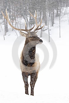 A Bull Elk isolated against a white background walking in the winter snow in Canada