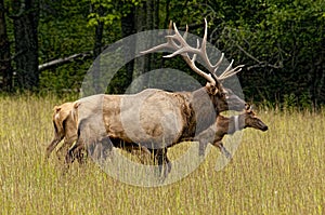 A bull elk keeping track of his female.