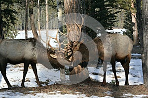 Bull elk 'kissing' in Jasper National Park