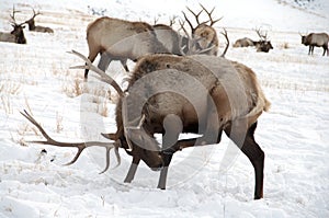 Bull Elk with Large Antlers