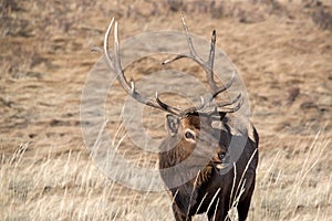 Bull elk with large antlers closeup in Colorado Rocky Mountains