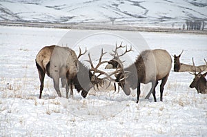Bull Elk with Large Antlers Fighting Each Other