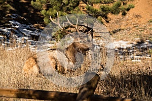 Bull elk with large antlers laying down on grass in Colorado