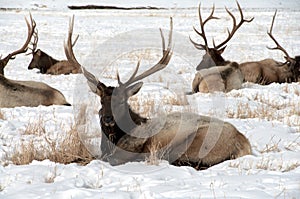 Bull Elk with Large Antlers Laying in Snow