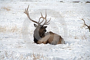 Bull Elk with Large Antlers Laying in Snow