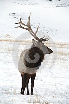 Bull Elk with Large Antlers Standing