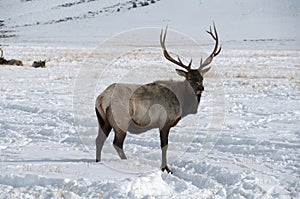 Bull Elk with Large Antlers standing in Snow