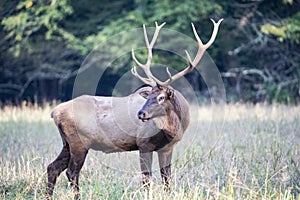 A bull elk with large antlers stands looking at the camera.