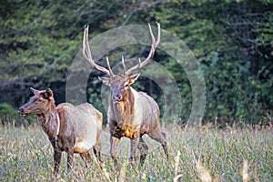 A bull elk with large antlers stands looking at the camera.