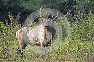 A bull elk with large antlers walks through grass.