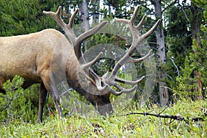 Toro alce El gran pararse 