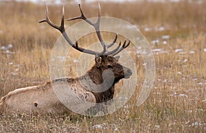 Bull Elk laying in Autumn Grass